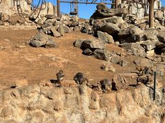 -石家庄市动物园