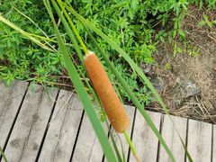 -春花秋色城市公园