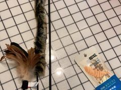 -宠爱国际动物医院· 猫科· 外科·中兽医(长白店)