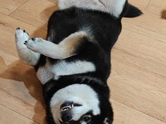 -是阿柴呀！柴犬咖啡·爱喵喵猫咖