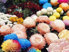 -双季花艺园艺市场(浦东店)
