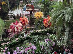 -正佳雨林生态植物园