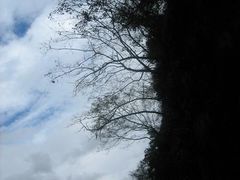 -祁门牯牛降观音堂风景区