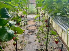 -甜心庄园·甜心草莓采摘园(西青中北店)