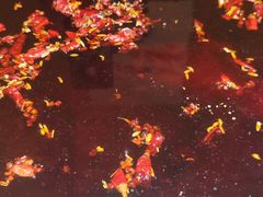 -符淼淼火锅(宽窄巷子店)