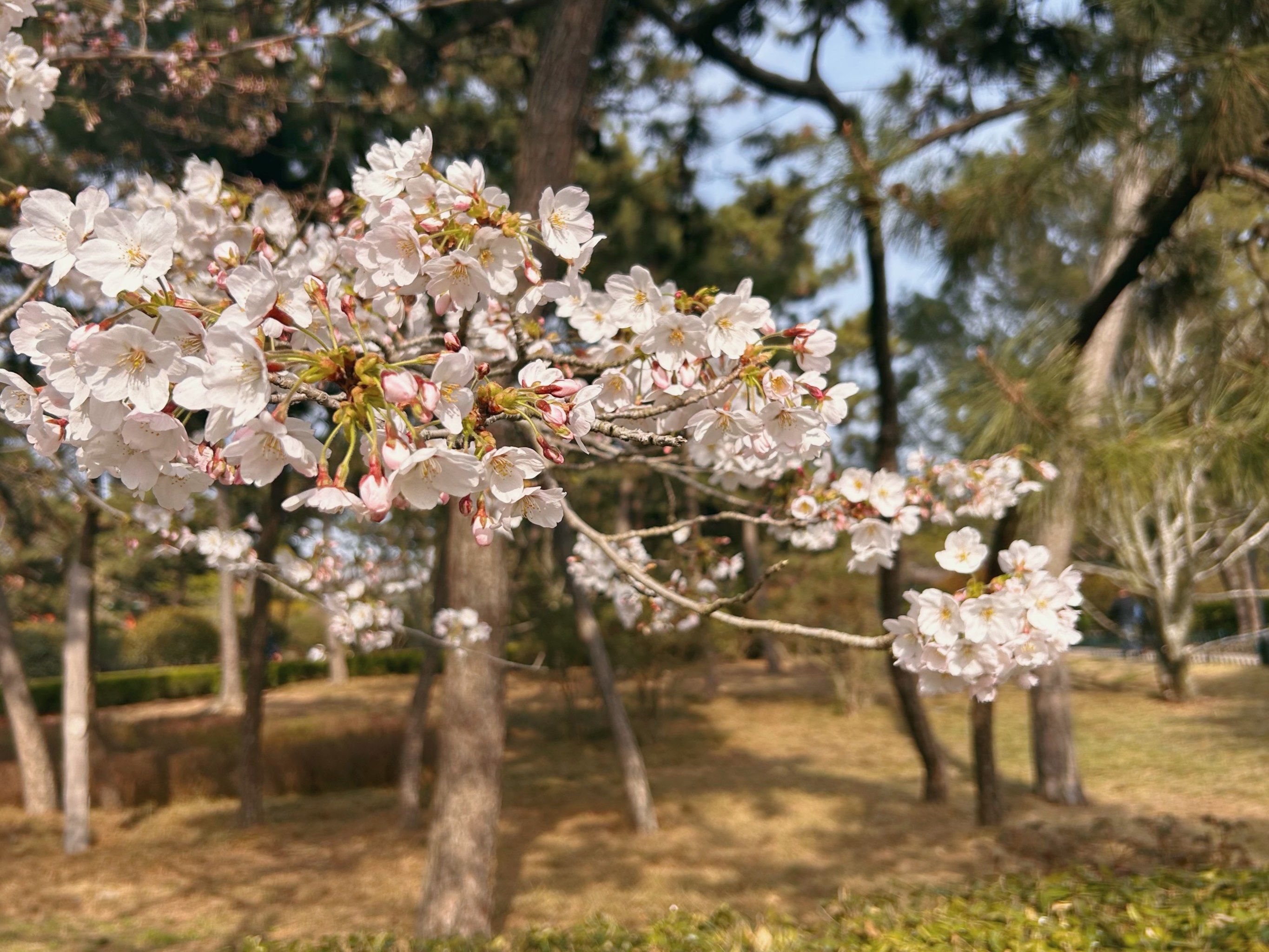 青岛中山公园樱花季
