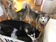 -Husky Go! 哈士奇体验馆·宠物咖啡厅狗咖