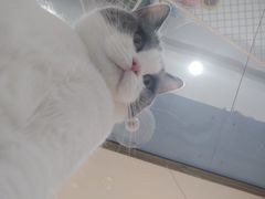 -糯米喵星人·撸猫猫舍咖啡馆(西市场嘉华店)