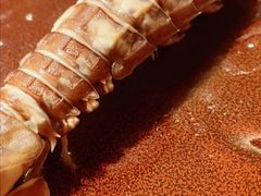 -荣记火锅(青悦城店)