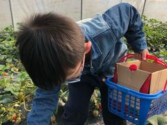 -青浦采草莓天天草莓园