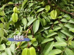 -西双版纳傣族园