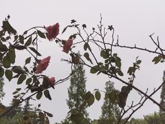 -昆山城市生态森林公园