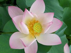 -金百万烤鸭店(马甸店)