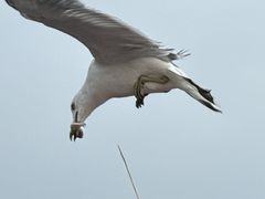 -海驴岛(荣成市)