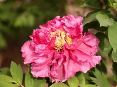 -洛阳市隋唐城遗址植物园
