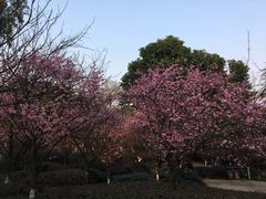 -南山植物园