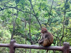 猪耳朵-猪脑壳凉面(武陵源店)