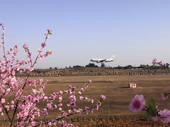 -空港花田景区