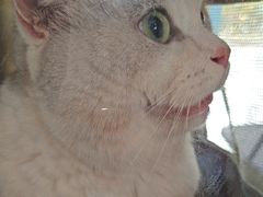 -瑞派福兴宠物医院犬猫全科·骨科·中西医结合(河东店)