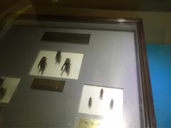 -上海昆虫博物馆