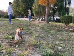 -合肥滨湖国家森林公园