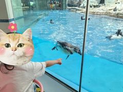 -帝企鹅自助餐厅•儿童岛•真企鹅(长隆企鹅酒店)