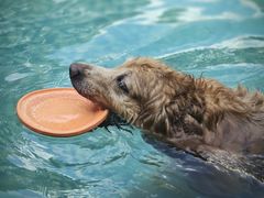 -汪说喵讲宠物乐园宠物酒店(红星美凯龙店)