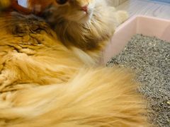 -屋虎猫馆(宝安大仟里店)