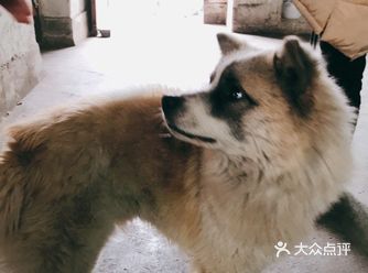 这子小狗本来是一只流浪狗，奶奶看它可怜