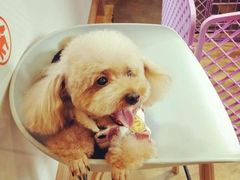 -八公叔叔宠物美容连锁(春申店)