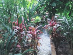 -北京呀路古热带植物园