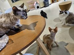 -藏猫猫咖啡主题馆(中央大道店)