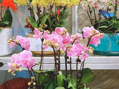 -双季花艺园艺市场(浦东店)