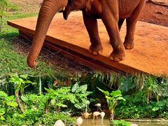 -海南热带野生动植物园