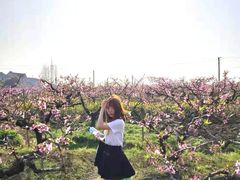 -南汇桃花村