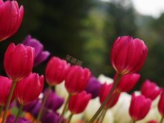 -深圳市中科院仙湖植物园