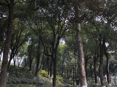 -重庆市江北嘴中央商务区中央公园