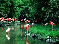 -上海野生动物园