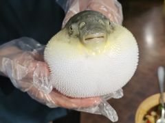 -肆月河豚·新淮扬(金融街店)