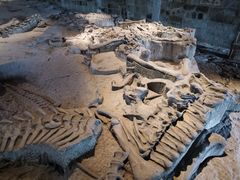 -自贡恐龙博物馆