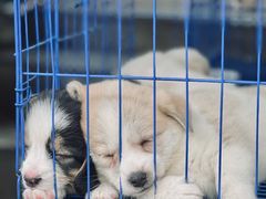 -青石桥花鸟鱼虫市场(叠翠城店)