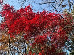 -杭州半山国家森林公园