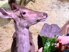 -正佳雨林生态植物园