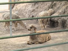 -青藏高原野生动物园