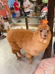 -造物庄园 萌宠纪(苏州湾歌林公园店)