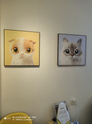 -洗脸猫·洗脸吧
