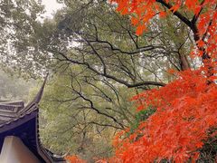 -上海佘山国家森林公园天马山园