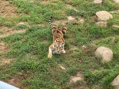 -西霞口神雕山野生动物世界
