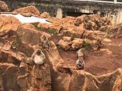 -昆明动物园