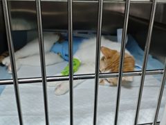 -半岛宠物医院24小时(科华中路店)